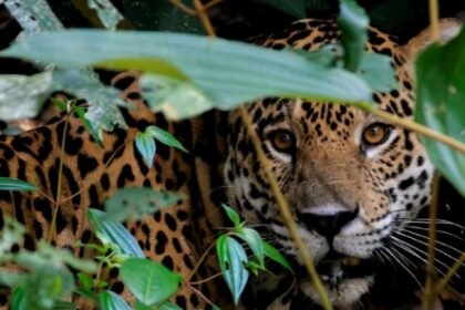 Representantes de WWF Ecuador, autoridades ambientales y comunidades amazónicas durante el lanzamiento de “Guardianes del Jaguar”, la nueva herramienta regional para fortalecer la conservación del felino más grande de América.