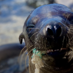 La contaminación plástica afecta ecosistemas terrestres, marinos y de agua dulce en Ecuador, poniendo en riesgo a más de 96 especies, según un nuevo estudio de WWF-Ecuador.