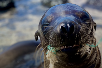 La contaminación plástica afecta ecosistemas terrestres, marinos y de agua dulce en Ecuador, poniendo en riesgo a más de 96 especies, según un nuevo estudio de WWF-Ecuador.