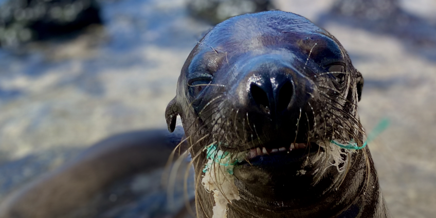 La contaminación plástica afecta ecosistemas terrestres, marinos y de agua dulce en Ecuador, poniendo en riesgo a más de 96 especies, según un nuevo estudio de WWF-Ecuador.