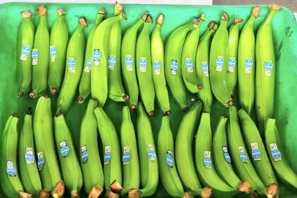 Productores de plátano de la Agricultura Familiar Campesina de Manabí concretan la primera exportación internacional con Sello AFC hacia el mercado chileno.