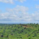Plantación de palma aceitera en zonas no deforestadas, como parte de la cadena de valor responsable del Grupo La Fabril.