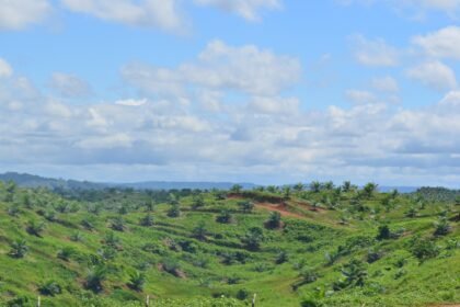 Plantación de palma aceitera en zonas no deforestadas, como parte de la cadena de valor responsable del Grupo La Fabril.