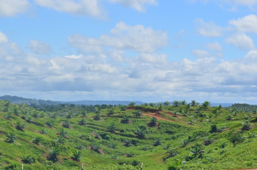 Plantación de palma aceitera en zonas no deforestadas, como parte de la cadena de valor responsable del Grupo La Fabril.