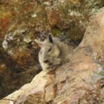 Vizcacha ecuatoriana sobre una formación rocosa en el ecosistema andino de Loma Delgada, en Loja.