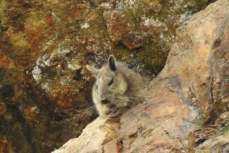 Vizcacha ecuatoriana sobre una formación rocosa en el ecosistema andino de Loma Delgada, en Loja.