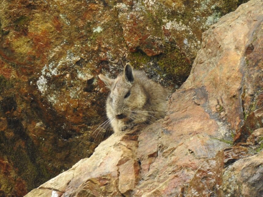 Vizcacha ecuatoriana sobre una formación rocosa en el ecosistema andino de Loma Delgada, en Loja.
