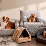 Perros descansan en muebles y camas para mascotas dentro de una sala adaptada para el hogar.