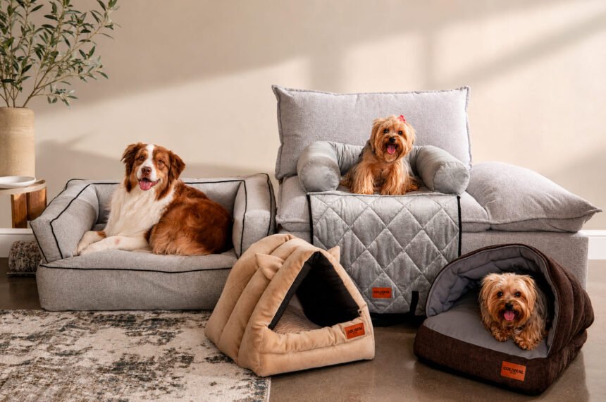 Perros descansan en muebles y camas para mascotas dentro de una sala adaptada para el hogar.