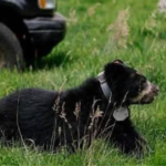 Cusín, joven oso andino liberado en los bosques de Zuleta, Imbabura