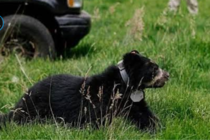 Cusín, joven oso andino liberado en los bosques de Zuleta, Imbabura