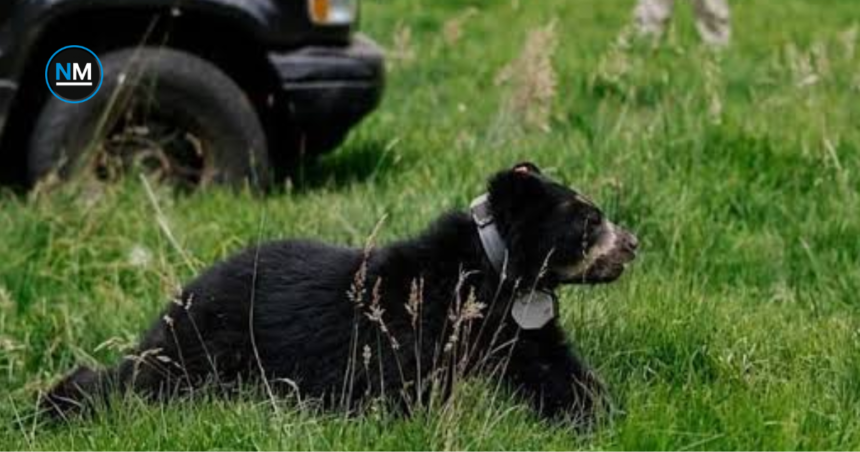Cusín, joven oso andino liberado en los bosques de Zuleta, Imbabura