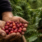 Productor recolecta café ecuatoriano durante la cosecha