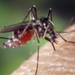 dengue-ecuador-casos-2026.jpg