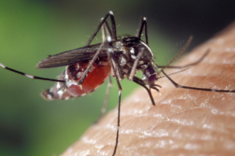 dengue-ecuador-casos-2026.jpg
