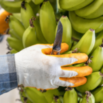 Racimos de banano ecuatoriano preparados para exportación internacional