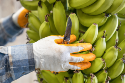 Racimos de banano ecuatoriano preparados para exportación internacional