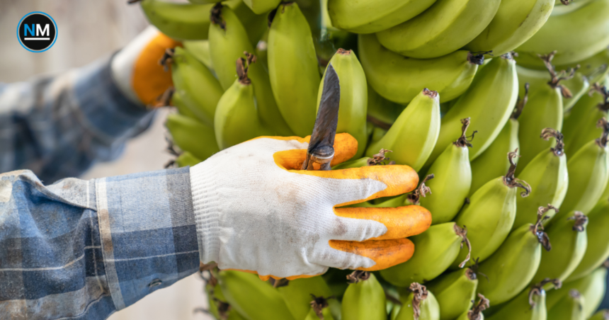Racimos de banano ecuatoriano preparados para exportación internacional